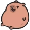Capibara cute 2 MOV. 18