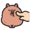 Capibara cute 1 MOV. 16