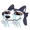 Siberian Husky 11