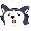 Siberian Husky 12