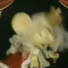 TopoGigio 3 Mov 19