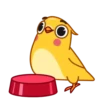 Yellow Boy 13