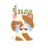 Gatinho engraçado 14