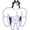 Siberian Husky 16