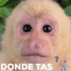 monitos 5