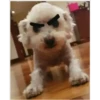 Perritos 1.0 5