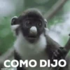 monitos 6