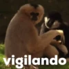 monitos 8