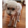 Perritos 1.0 6