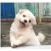 Perritos 1.0 7