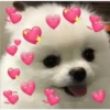 Perritos 1.0 8