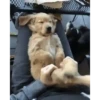 Perros Animados 3 5