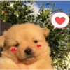 Perritos 2.0 5
