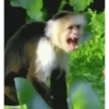 monitos 11