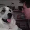 Perritos 2.0 6