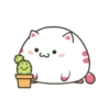 ️Funy Cat  MOV 3