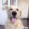 Perros Animados 3 6