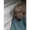 Perritos 1.0 9