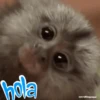 monitos 13