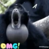 monitos 14