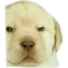 Perritos 2.0 7
