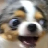Perritos 2.0 8
