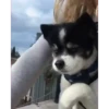 Perros Animados 3 7