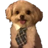 Perritos 2.0 9