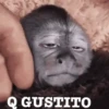 monitos 16