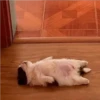 Perritos 1.0 12