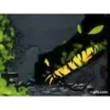 Maleficent  1 Movi 17