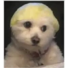 Perritos 2.0 10