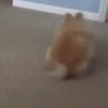 Perros Animados 3 9