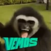 monitos 19
