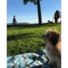 Perros Animados 3 10