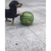 Perros Animados 3 11