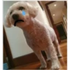 Perritos 1.0 13