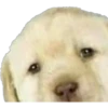Perritos 1.0 14