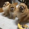 Perros Animados 3 12
