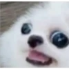 Perritos 2.0 13