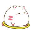 ️Funy Cat  MOV 21