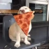 Perros Animados 3 15