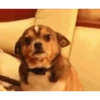 Perros Animados 3 16
