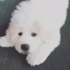 Perros Animados 3 17