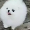 Perritos 2.0 15