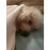 Perritos 1.0 15