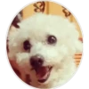 Perritos 1.0 16