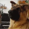Perros Animados 3 18