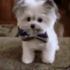 Perritos 1.0 17