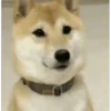 Perros Animados 3 20